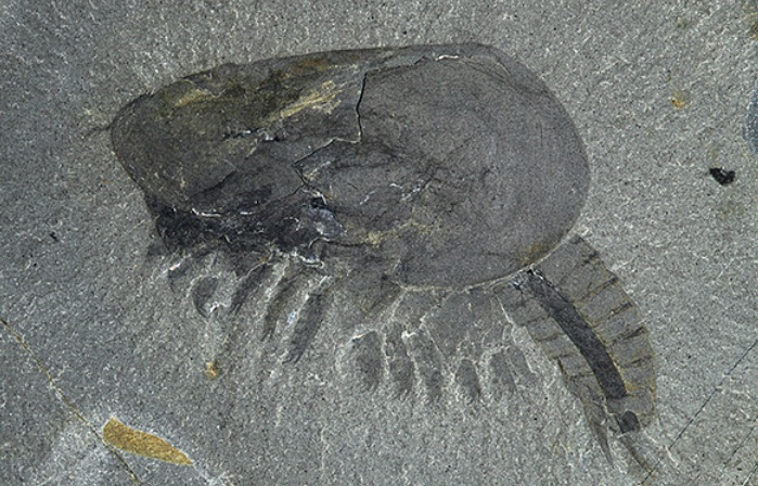 Canadaspis. Tapıldığı yer: Burqes Şeyl fosil yatağı. Yaş: 505 milyon il